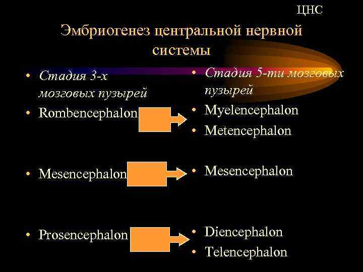 ЦНС Эмбриогенез центральной нервной системы • Стадия 3 -х мозговых пузырей • Rombencephalon •