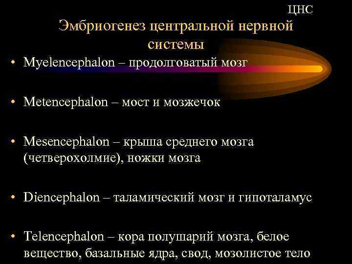 ЦНС Эмбриогенез центральной нервной системы • Myelencephalon – продолговатый мозг • Metencephalon – мост