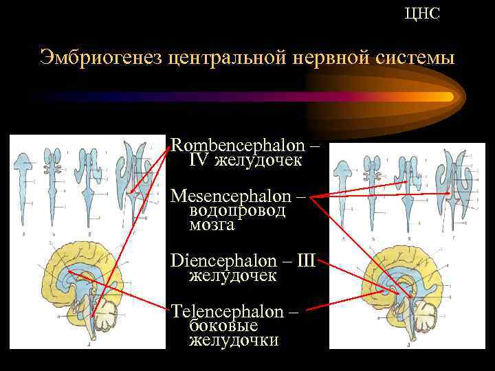 ЦНС Эмбриогенез центральной нервной системы Rombencephalon – IV желудочек Mesencephalon – водопровод мозга Diencephalon