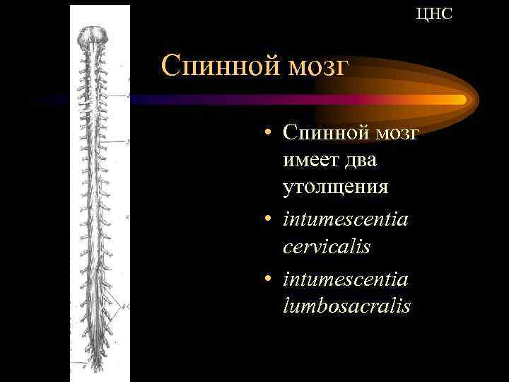 ЦНС Спинной мозг • Спинной мозг имеет два утолщения • intumescentia cervicalis • intumescentia