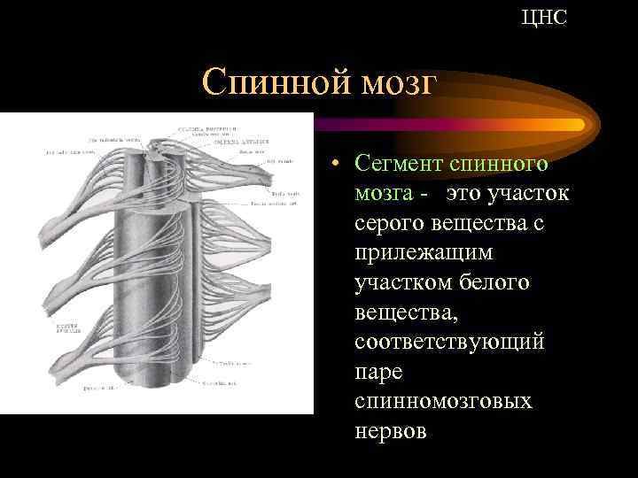 ЦНС Спинной мозг • Сегмент спинного мозга - это участок серого вещества с прилежащим