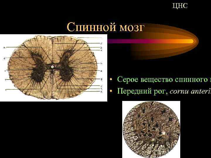 Сера мозга. ЦНС спинной мозг. Серое вещество ЦНС. Серое вещество спинного мозга. Серое вещество центральной НС.