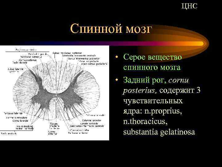 Задние рога спинного мозга. Substantia gelatinosa спинного мозга. Задние рога спинного мозга содержат ядра. Задние рога ЦНС. Nucleus thoracicus спинного мозга.