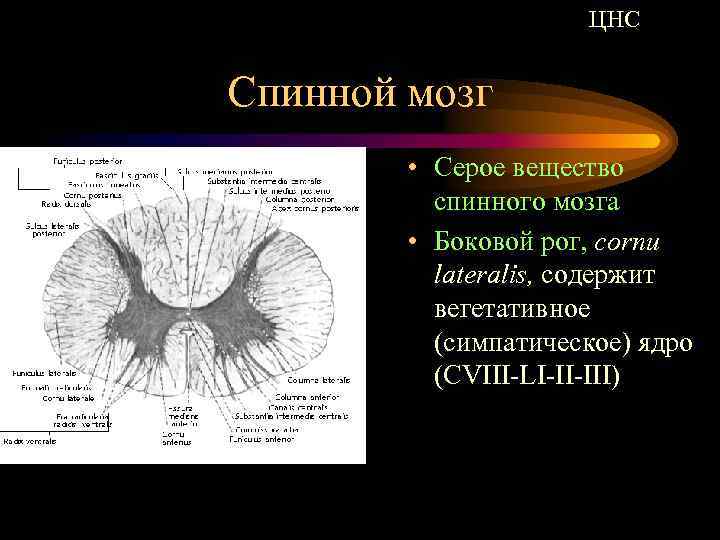 ЦНС Спинной мозг • Серое вещество спинного мозга • Боковой рог, cornu lateralis, содержит