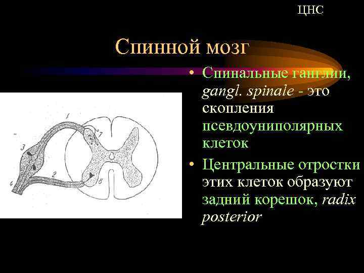 ЦНС Спинной мозг • Спинальные ганглии, gangl. spinale - это скопления псевдоуниполярных клеток •
