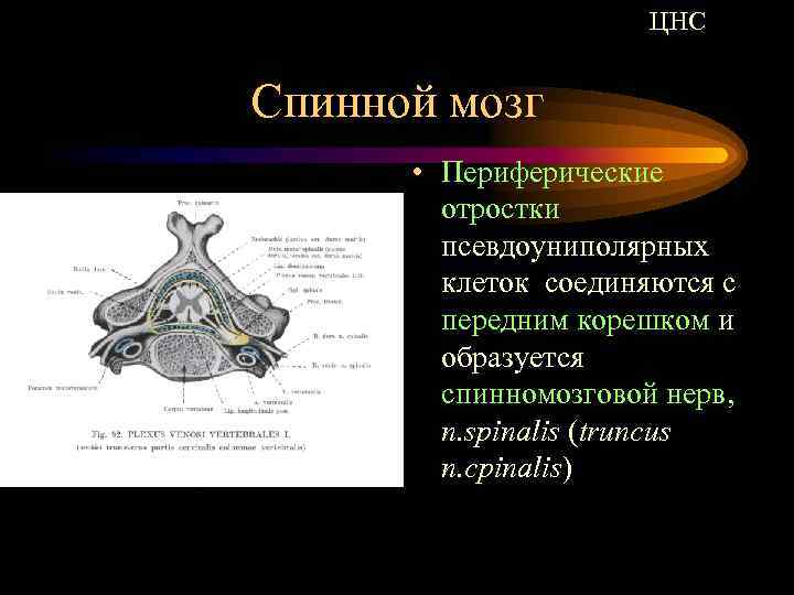 Клетки спинного мозга. Периферические отростки псевдоуниполярных клеток. Периферический отросток клетки это. . Отростки нервной клетки спинной мозг. Трункус Спиналис.