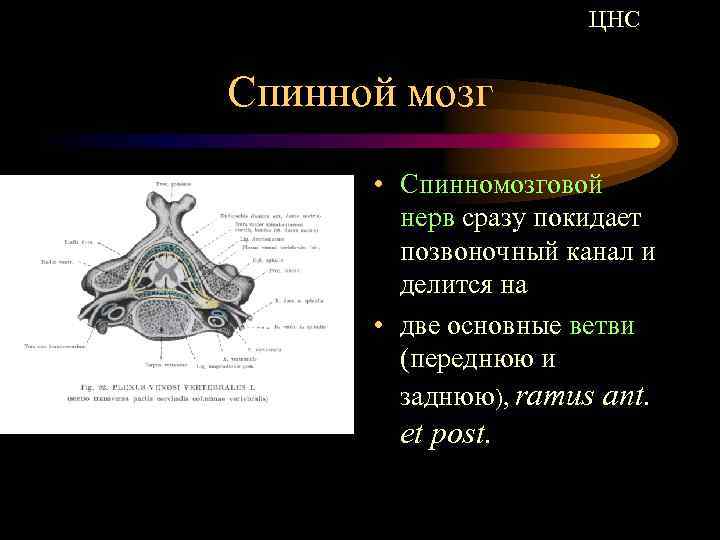 ЦНС Спинной мозг • Cпинномозговой нерв сразу покидает позвоночный канал и делится на •