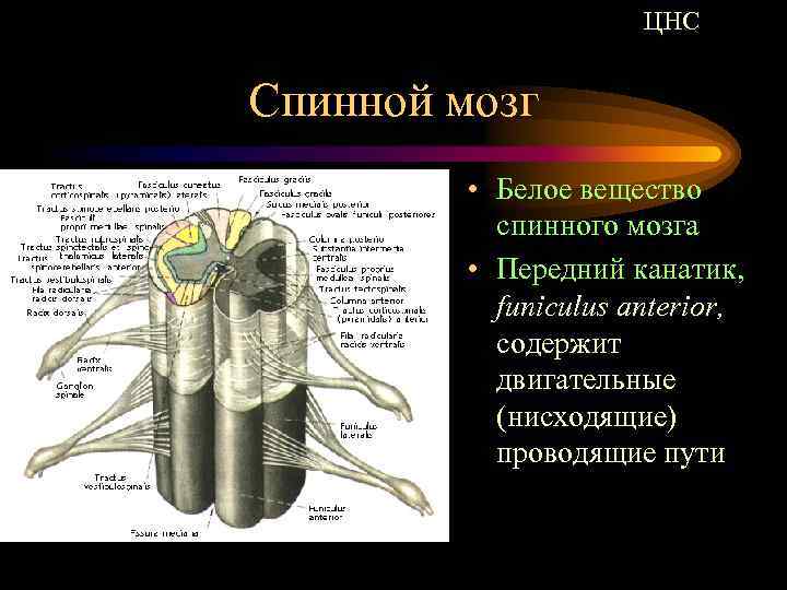 ЦНС Спинной мозг • Белое вещество спинного мозга • Передний канатик, funiculus anterior, содержит