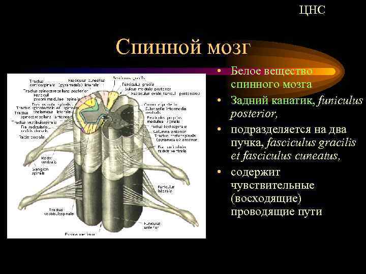 ЦНС Спинной мозг • Белое вещество спинного мозга • Задний канатик, funiculus posterior, •