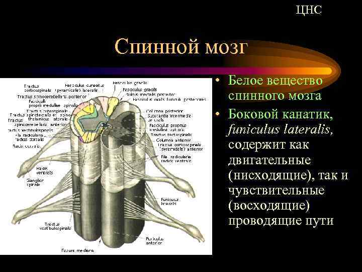 Волокна спинного мозга. ЦНС спинной мозг. Боковой канатик (funiculus lateralis) спинного мозга. Центральный нерв спинного мозга. Нервная система. Спинной мозг нервная система. Спинной мозг..