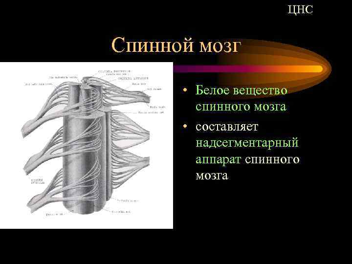 ЦНС Спинной мозг • Белое вещество спинного мозга • составляет надсегментарный аппарат спинного мозга