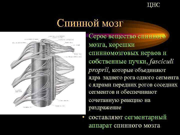 ЦНС Спинной мозг • Серое вещество спинного мозга, корешки спинномозговых нервов и собственные пучки,