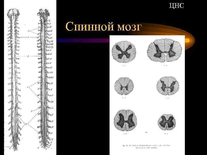 ЦНС Спинной мозг 
