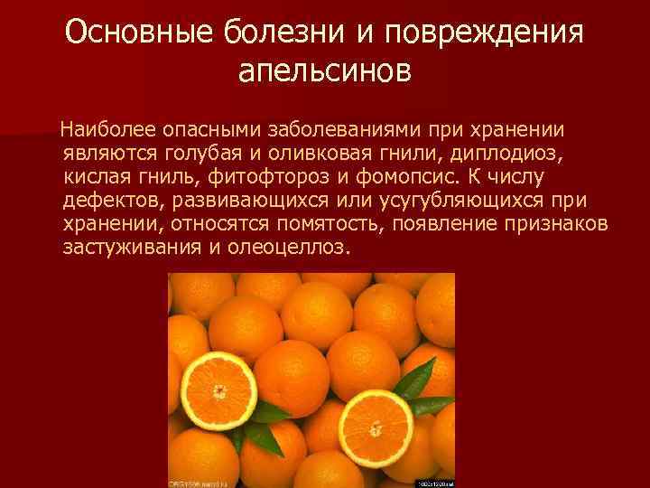 Основные болезни и повреждения апельсинов Наиболее опасными заболеваниями при хранении являются голубая и оливковая