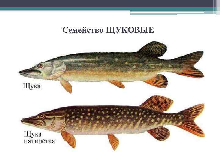 Семейство ЩУКОВЫЕ 