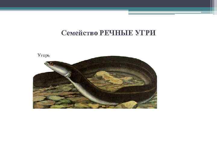 Семейство РЕЧНЫЕ УГРИ 