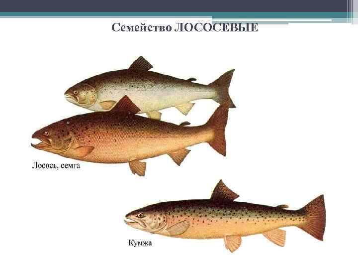 Семейство ЛОСОСЕВЫЕ 