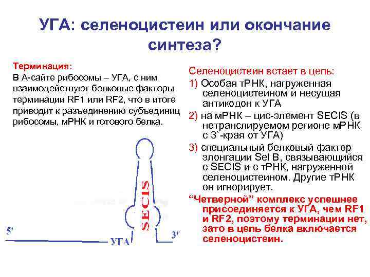 УГА: селеноцистеин или окончание синтеза? Терминация: Селеноцистеин встает в цепь: В А-сайте рибосомы –