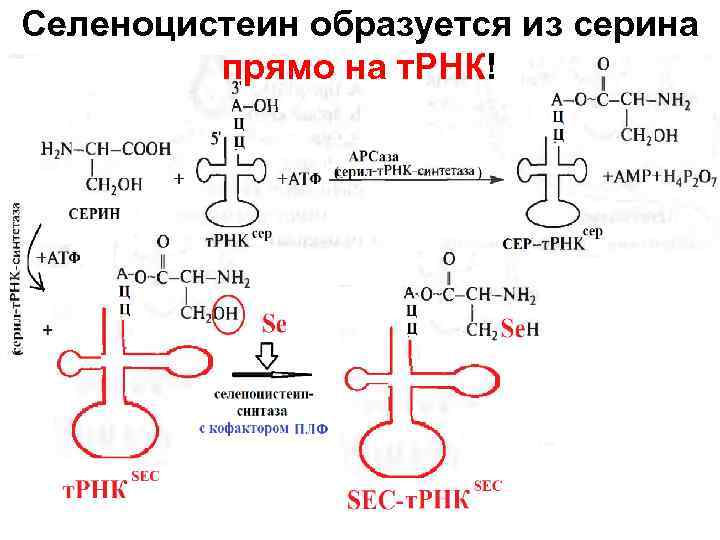 Схема микробиологического синтеза аминокислот