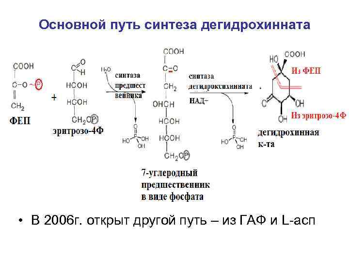Основной путь синтеза дегидрохинната • В 2006 г. открыт другой путь – из ГАФ