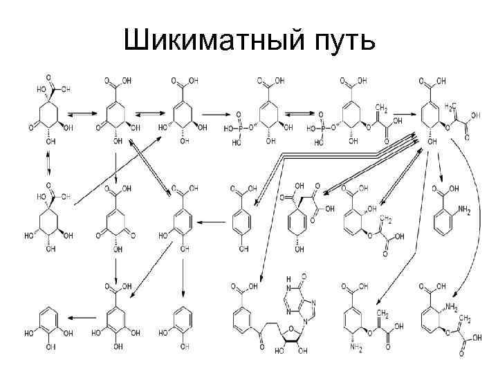 Схема микробиологического синтеза аминокислот