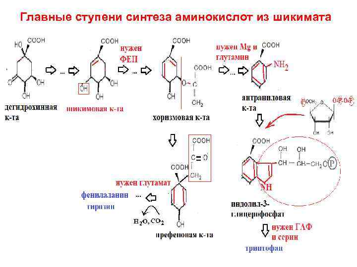 Пути синтеза аминокислот