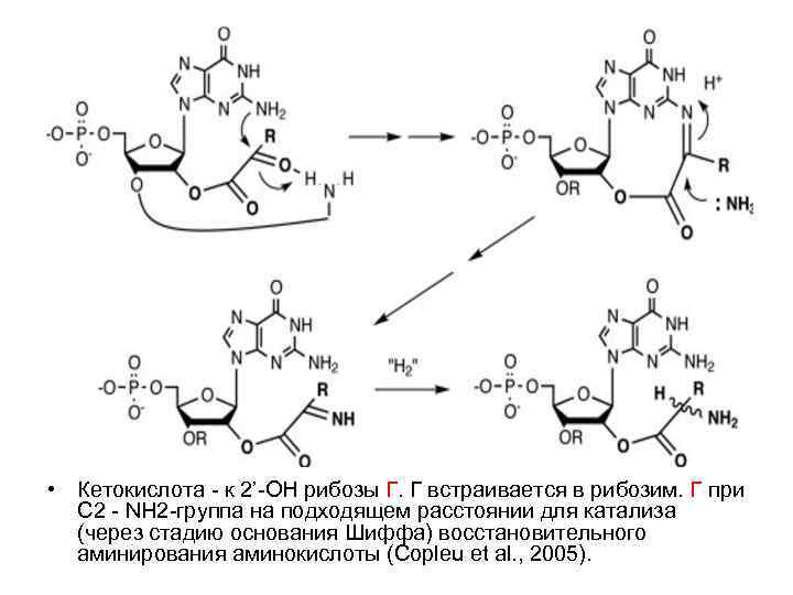 Кетокислоты аминокислот. Рибозим РНК. Дезоксирибозимы. Рибозимы биохимия. Свободные аминокислоты.