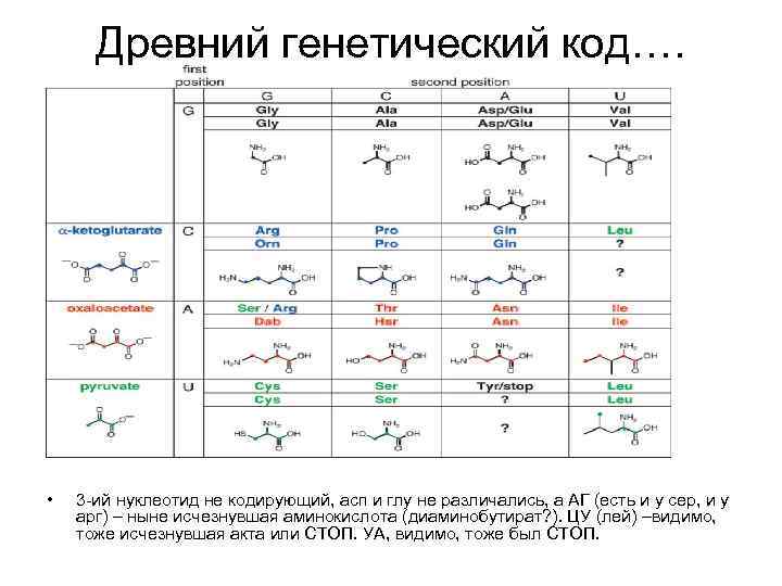Древний генетический код…. • 3 -ий нуклеотид не кодирующий, асп и глу не различались,