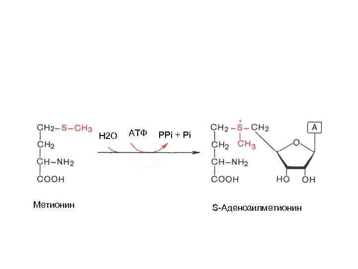 Н 2 О Метионин АТФ PPi + Pi S-Аденозилметионин 