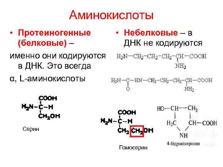 Количество аминокислот в днк