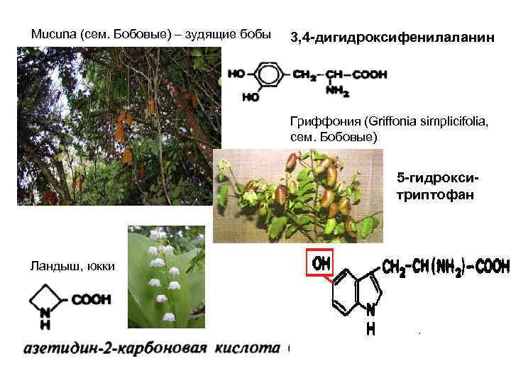 Mucuna (сем. Бобовые) – зудящие бобы 3, 4 -дигидроксифенилаланин Гриффония (Griffonia simplicifolia, сем. Бобовые)
