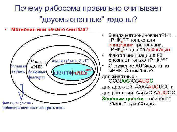 Почему рибосома правильно считывает “двусмысленные” кодоны? • Метионин или начало синтеза? • 2 вида