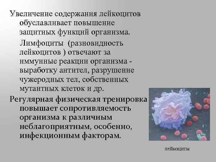 Увеличение содержания лейкоцитов обуславливает повышение защитных функций организма. Лимфоциты (разновидность лейкоцитов ) отвечают за