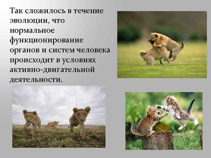 Так сложилось в течение эволюции, что нормальное функционирование органов и систем человека происходит в