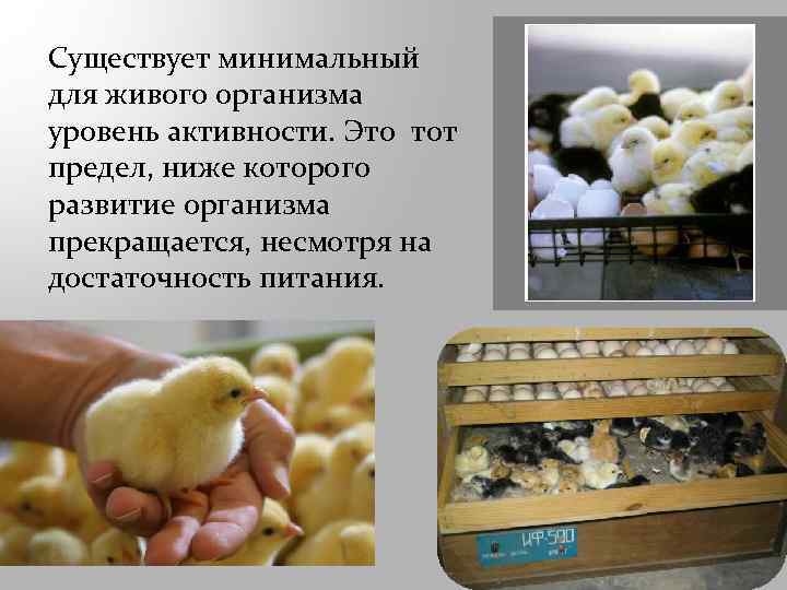 Существует минимальный для живого организма уровень активности. Это тот предел, ниже которого развитие организма