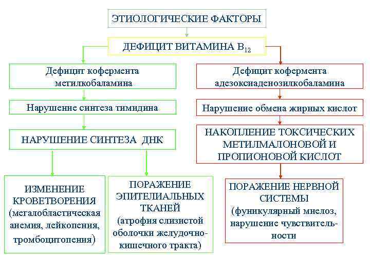 ЭТИОЛОГИЧЕСКИЕ ФАКТОРЫ ДЕФИЦИТ ВИТАМИНА В 12 Дефицит кофермента метилкобаламина Дефицит кофермента адезоксиаденозилкобаламина Нарушение синтеза