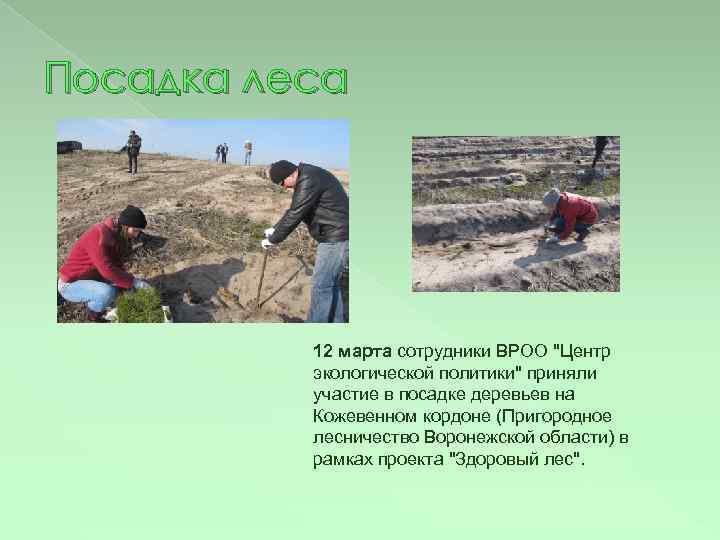 Посадка леса 12 марта сотрудники ВРОО "Центр экологической политики" приняли участие в посадке деревьев