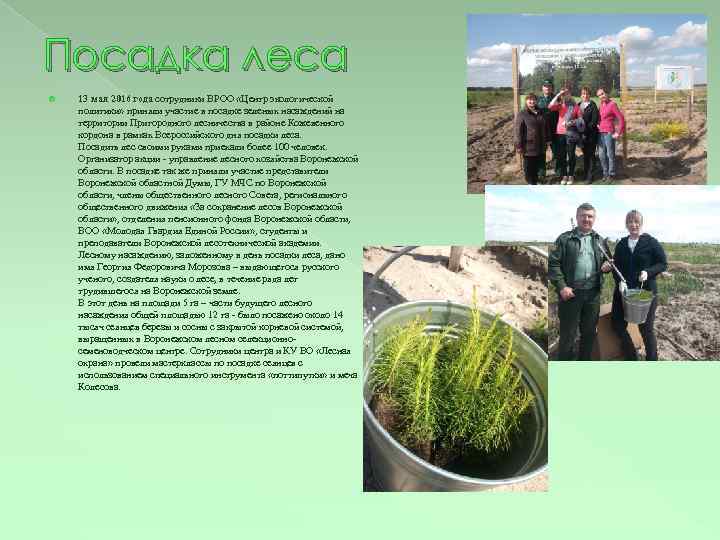 Посадка леса 13 мая 2016 года сотрудники ВРОО «Центр экологической политики» приняли участие в