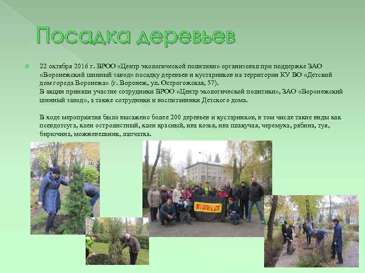 Посадка деревьев 22 октября 2016 г. ВРОО «Центр экологической политики» организовал при поддержке ЗАО