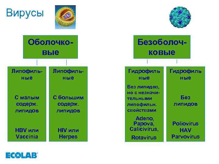 Вирусы Оболочковые Липофильные С малым содерж. липидов HBV или Vaccinia Безоболочковые Липофильные Гидрофиль ные