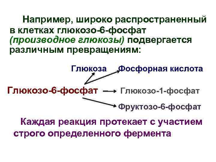 Например, широко распространенный в клетках глюкозо-6 -фосфат (производное глюкозы) подвергается различным превращениям: Глюкоза Глюкозо-6