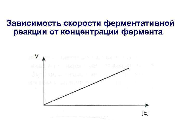 Зависимость скорости ферментативной реакции от концентрации фермента 