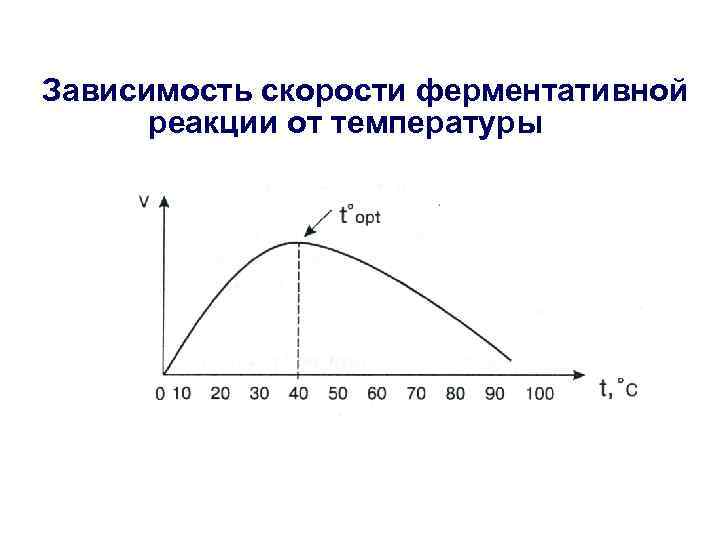 Зависимость скорости ферментативной реакции от температуры 