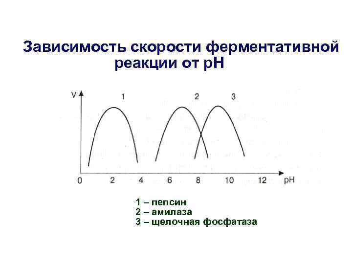 Зависимость скорости ферментативной реакции от р. Н 1 – пепсин 2 – амилаза 3