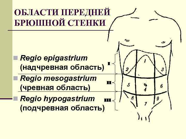 Нарисовать топографические области передней брюшной стенки