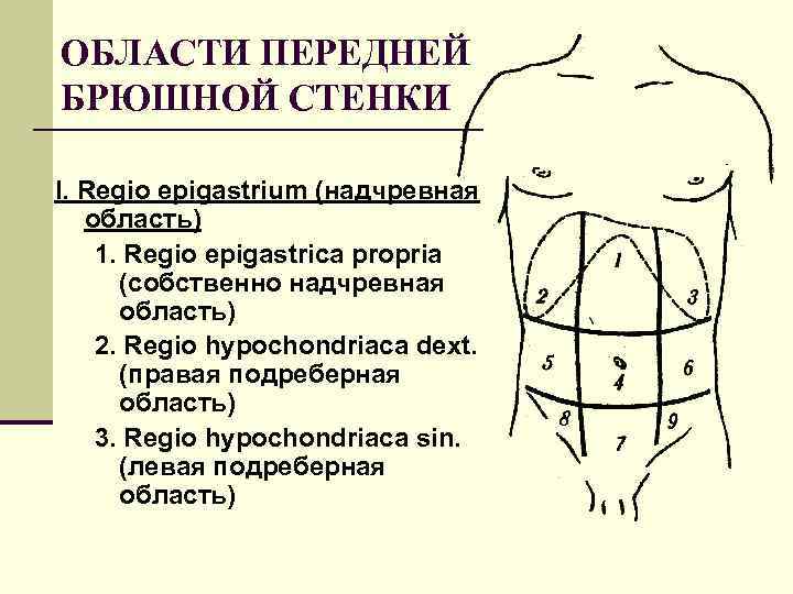 ОБЛАСТИ ПЕРЕДНЕЙ БРЮШНОЙ СТЕНКИ I. Regio epigastrium (надчревная область) 1. Regio epigastrica propria (собственно