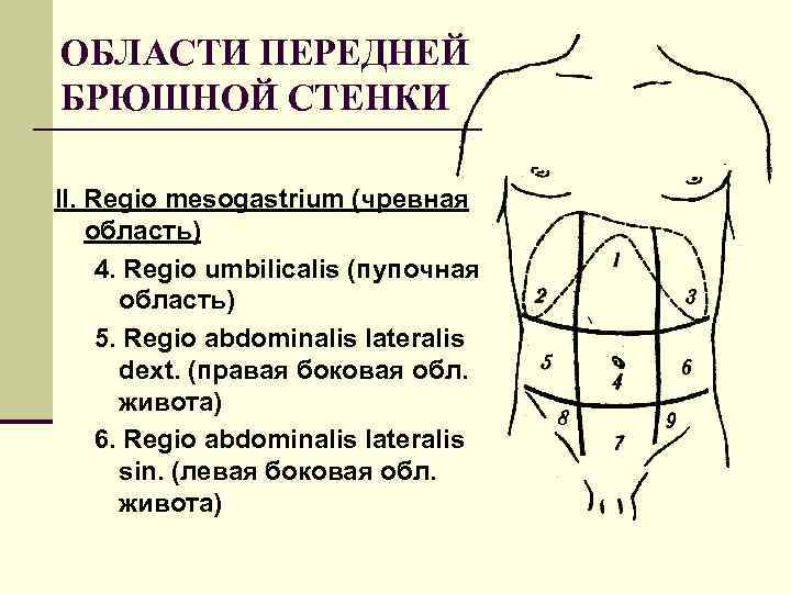 ОБЛАСТИ ПЕРЕДНЕЙ БРЮШНОЙ СТЕНКИ II. Regio mesogastrium (чревная область) 4. Regio umbilicalis (пупочная область)