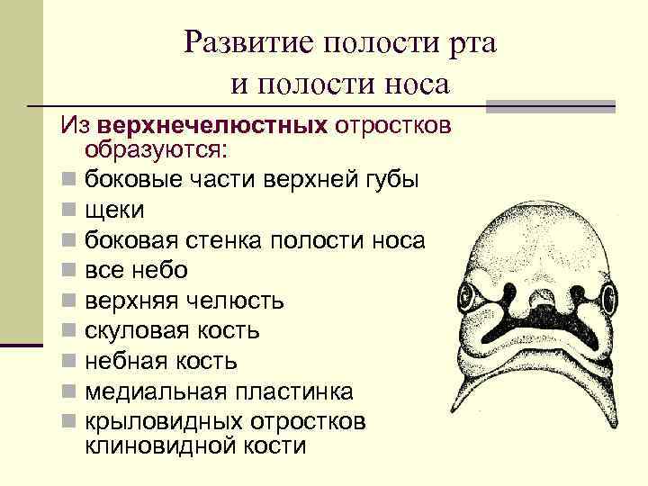Развитие полости рта и полости носа Из верхнечелюстных отростков образуются: n боковые части верхней