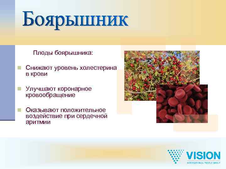 Плоды боярышника: n Снижают уровень холестерина в крови n Улучшают коронарное кровообращение n Оказывают