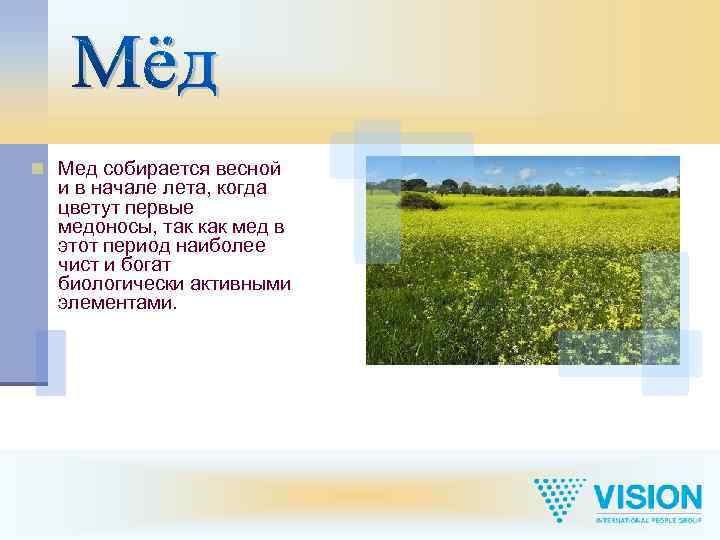 n Мед собирается весной и в начале лета, когда цветут первые медоносы, так как